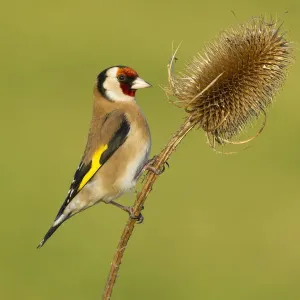 Goldfinch Print, Adult Feeding on Teasel Seeds Goldfinch Print, Adult Feeding on Teasel Seeds