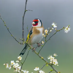 Goldfinch on Blackthorn Blossom Print Goldfinch on Blackthorn Blossom Print