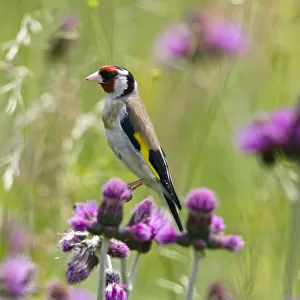 Goldfinch (Carduelis carduelis) on flowering thistle (Cirsium rivulare) Poloniny National Park