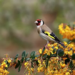 Goldfinch (Carduelis carduelis) perched on Berberis shrub in garden, Cheshire, UK, May