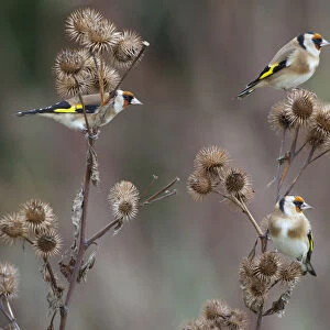 Goldfinch (Carduelis carduelis) three perched feeding on Burdock seeds, UK