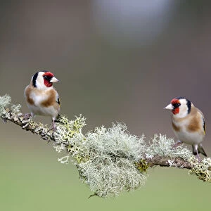 Two Goldfinch (Carduelis carduelis) perched on lichen covered branch, Gloucestershire