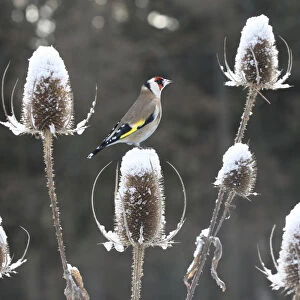 Goldfinch (Carduelis carduelis) perched on teazel seedhead (Dipsacus sp) in winter