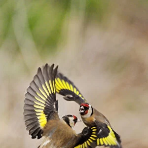 Goldfinches (Carduelis carduelis) squabbling near seed feeder in garden, Berwickshire