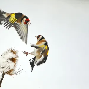 Two Goldfinches (Carduelis carduelis) squabbling over Common teasel (Dipsacus fullonum)