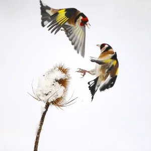 Goldfinches (Carduelis carduelis) squabbling over teasel seeds in winter. Hope Farm RSPB reserve