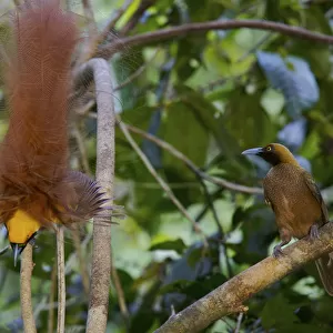 Goldies Bird of Paradise (Paradisaea decora) male displaying to female at lek
