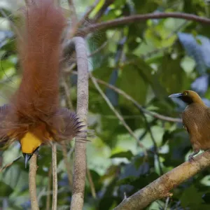 Goldies Bird of Paradise (Paradisaea decora) male displaying to female at lek Goldies Bird of Paradise (Paradisaea decora) male displaying to female at lek