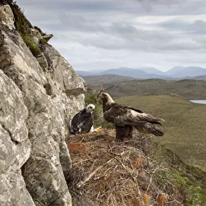 Golen eagle (Aquila chrysaetos) adult with nest material on eyrie with chick showing background
