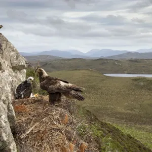 Águila real (Aquila chrysaetos) adulto con material de nido en eyrie con polluelo mostrando fondo. Águila real (Aquila chrysaetos) adulto con material de nido en eyrie con polluelo mostrando fondo.
