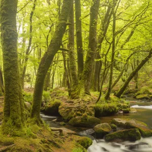 Golitha Falls, River Fowey flowing through wooded valley with moss covered trees