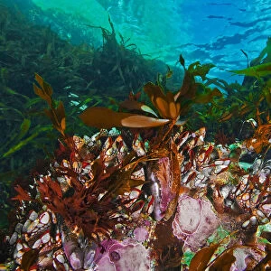 Gooseneck barnacles (Pollicipes Polymerus) amongst kelp, Nakwakto Rapids