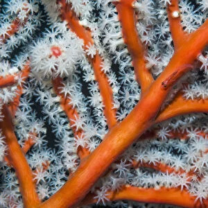 Gorgonian / Fan coral (Solenocaulon akalyx), close up, West Papua, Indonesia