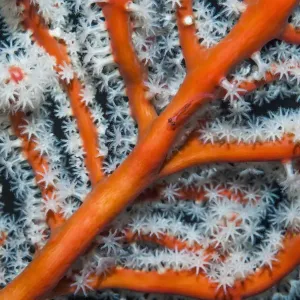 Gorgonian Fan Coral Print, Close-Up Gorgonian Fan Coral Print, Close-Up