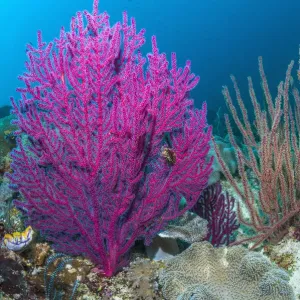 Les paniers de mer (Acalycigorgia sp) sur récif corallien à Raja Ampat, Papouasie occidentale, Indonésie. Les paniers de mer (Acalycigorgia sp) sur récif corallien à Raja Ampat, Papouasie occidentale, Indonésie.