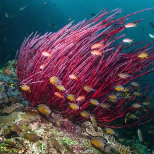Gorgonian Sea Whip Coral Print with Ring Tailed Cardinalfish Gorgonian Sea Whip Coral Print with Ring Tailed Cardinalfish