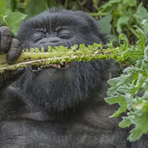 Gorilla (Gorilla beringei beringei) sub adult male feeding on vegetation, close up