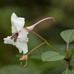 Grand Balsam Print: Focal Image of Impatiens grandis with Long Spur Grand Balsam Print: Focal Image of Impatiens grandis with Long Spur