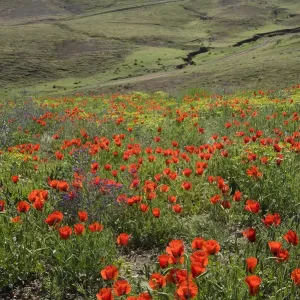 Grand-flowered horned poppies (Glaucium grandiflorum) in wildflower meadow. Southern Turkey Grand-flowered horned poppies (Glaucium grandiflorum) in wildflower meadow. Southern Turkey