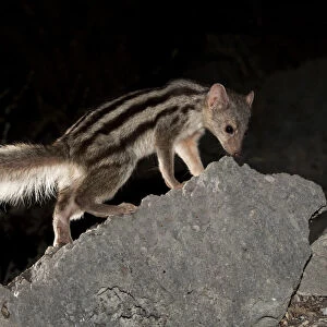 Grandidiers / Giant Striped Mongoose (Galidictis grandidieri) foraging at night