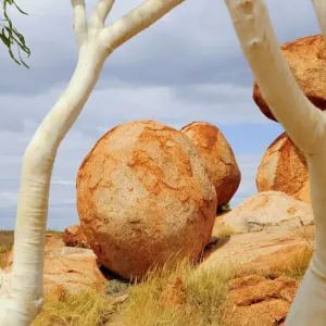Granitic boulders Print, framed by Eucalyptus tree trunks Granitic boulders Print, framed by Eucalyptus tree trunks