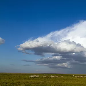 Grants zebra (Equus burchelli boehmi) herd with large cloud above, Amboseli National Park
