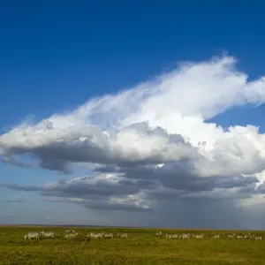Grants zebra Print, Amboseli National Park landscape with cloud Grants zebra Print, Amboseli National Park landscape with cloud