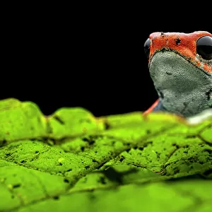 Granular poison frog (Oophaga granulifera) resting on leaf at night, Uvita, Costa Rica