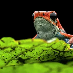 Granular poison frog (Oophaga granulifera) resting on leaf at night, Uvita, Costa Rica Granular poison frog (Oophaga granulifera) resting on leaf at night, Uvita, Costa Rica