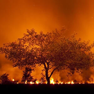 Grass fire at night in Pantanal, Brazil