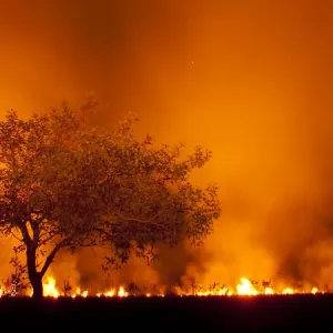 Grass fire at night in Pantanal, Brazil