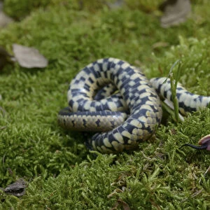 Grass snake (Natrix natrix) feigning death, Poitou, France, May