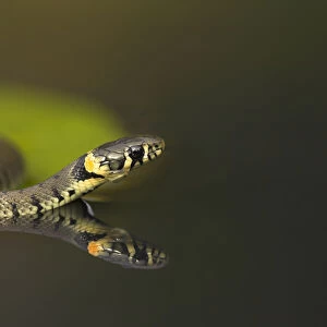 Grass Snake (Natrix natrix) on lily pad, reflected in water. Leicestershire, UK, October