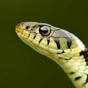 Grass Snake (Natrix natrix) portrait, Staffordshire, England, UK, April