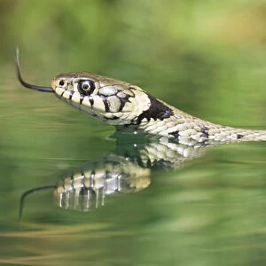 Grass snake {Natrix natrix} swimming. Captive. UK