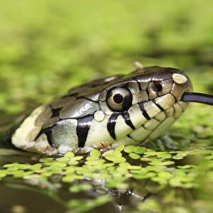 Grass snake (Natrix natrix) swimming amongst duck weed, Oxfordshire, UK