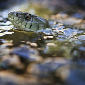 Grass snake (Natrix natrix) swimming in river, Olo, Alvao, Portugal, June