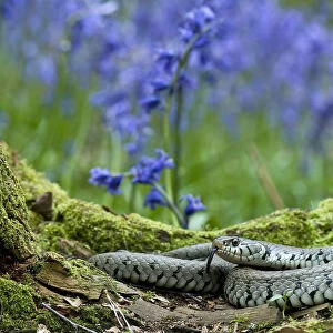 Grass snake (Natrix natrix) tasting the air for danger while basking on tree stump among Bluebells