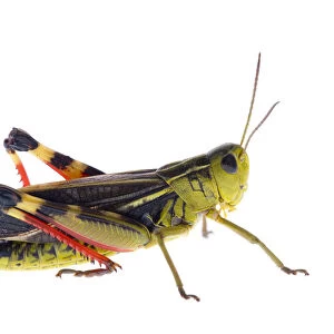 Grasshopper (Arcyptera fusca) Fliess, Naturpark Kaunergrat, Tirol, Austria, July 2008