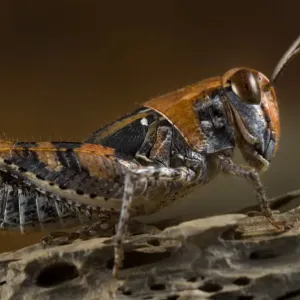 Grasshopper profile, on rock, Alentejo, Natural Park of South West Alentejano and Costa Vicentina Grasshopper profile, on rock, Alentejo, Natural Park of South West Alentejano and Costa Vicentina