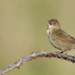 Grasshopper warbler (Locustella naevia) singing, Wirral, England, UK, May 2012