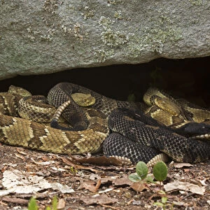 Gravid female Timber rattlesnakes (Crotalus horridus) basking to bring young to term, Pennsylvania, USA