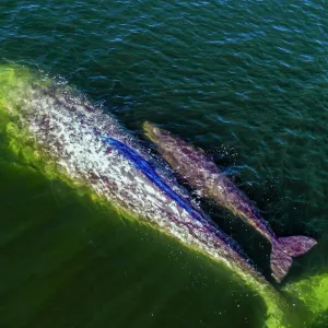 Gray whale mother and calf Print
