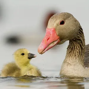 Oie des marais poussin (Anser anser) avec parent, lac Csaj, parc national de Kiskunsagi, Pusztaszer, Hongrie. Avril. Oie des marais poussin (Anser anser) avec parent, lac Csaj, parc national de Kiskunsagi, Pusztaszer, Hongrie. Avril.