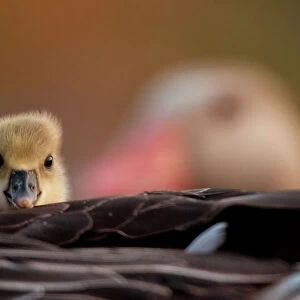 Graylag gosling (Anser anser) resting under parent's wing, Kiskunsagi National Park, Pusztaszer, Hungary