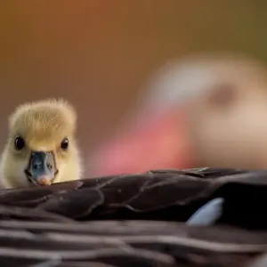 Un canard d'âge tendre (Anser anser) gris âgé reposant sous l'aile de ses parents, parc national de Kiskunsagi, Pusztaszer, Hongrie. Un canard d'âge tendre (Anser anser) gris âgé reposant sous l'aile de ses parents, parc national de Kiskunsagi, Pusztaszer, Hongrie.