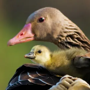 Graylag gosling (Anser anser) resting under parent's wing, Pusztaszer, Kiskunsagi National Park, Pusztaszer, Hungary Graylag gosling (Anser anser) resting under parent's wing, Pusztaszer, Kiskunsagi National Park, Pusztaszer, Hungary