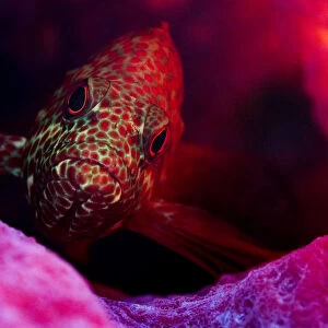 Graysby fish (Cephalopholis cruentata) a type of grouper, hiding in a sponge off Eleuthera