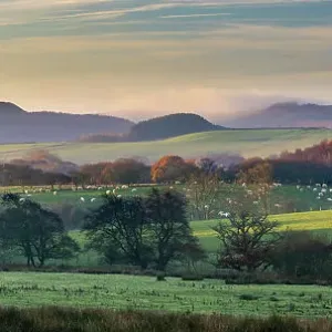 Grazing sheep in a North Yorkshire landscape, print Grazing sheep in a North Yorkshire landscape, print