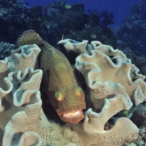 Greasy grouper (Epinephelus tauvina) sheltering in Mushroom leather coral (Sarcophyton sp) Greasy grouper (Epinephelus tauvina) sheltering in Mushroom leather coral (Sarcophyton sp)